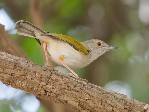 <h3><a href="/trips/gambia/biota/animalia/chordata/aves/040 passeriformes/088 cisticolidae/camaroptera brachyura/camaroptera brachyura-nl.html">Camaroptera&nbsp;brachyura</a> / Green‑backed&nbsp;camaroptera / Mekkercamaroptera</h3>OM-1 Mark II met OLYMPUS M.150-400mm F4.5, 1/800 sec  bij F4.5, ISO 10000, afstand 3.65&nbsp;m